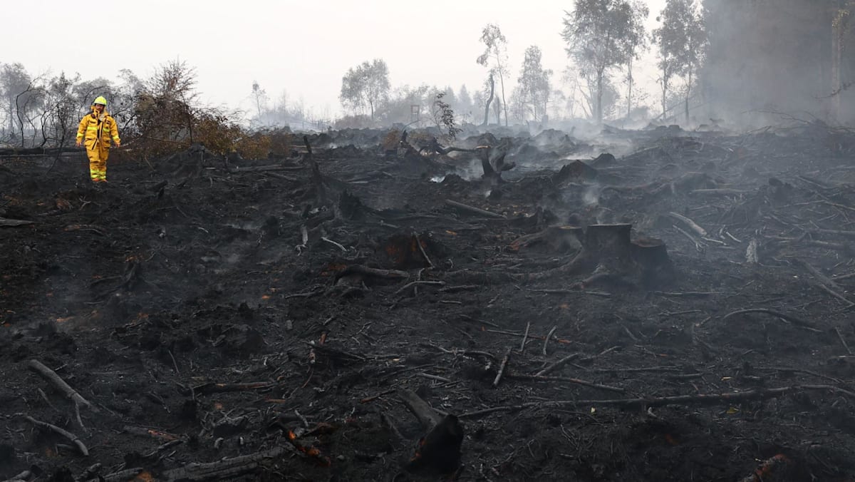 Rain Helps Contain Belgium's Record Wildfire as Firefighters Press On