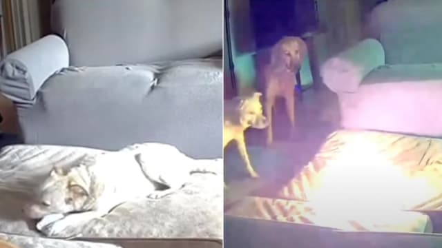 美国狗儿啃咬充电宝闯祸  引发大火烧家宅