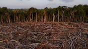 Tropical forest loss eases in 2025 from record high, report shows