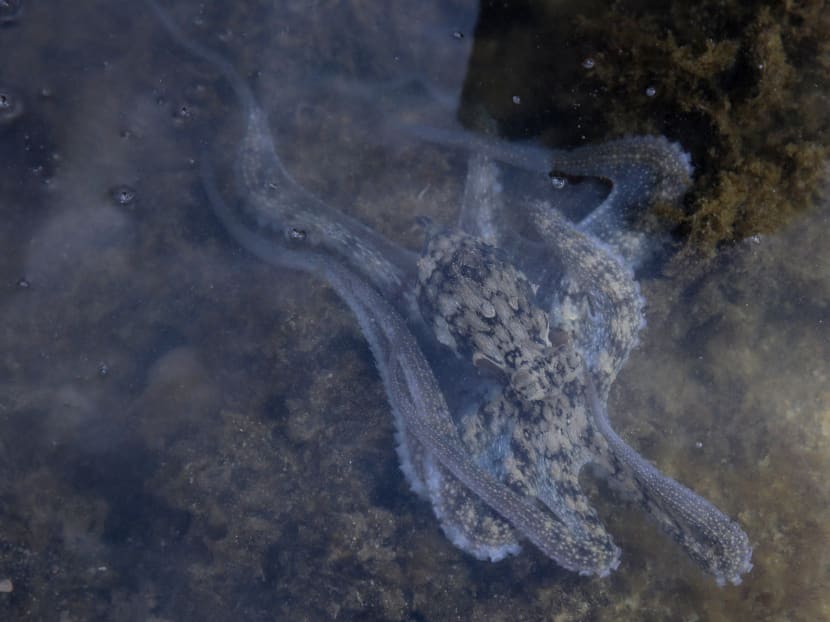 Hidden sentinels who guard Singapore’s biodiversity