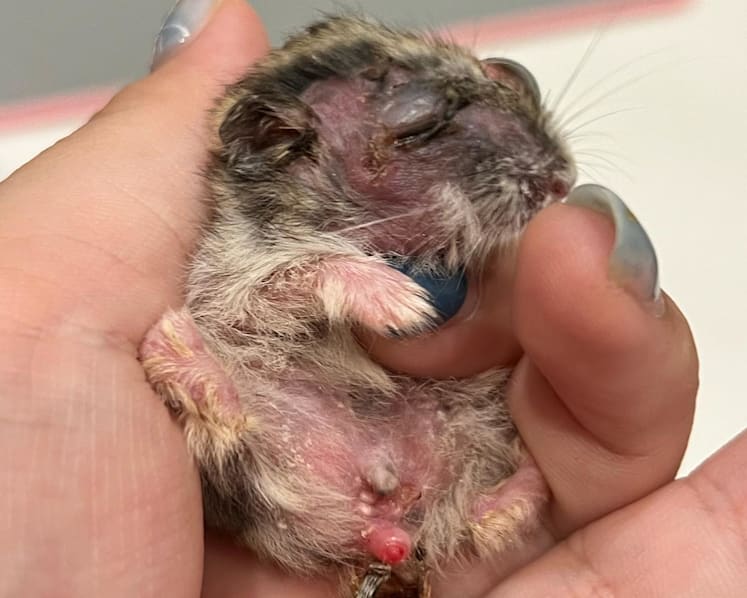 Commentary: Are preschoolers equipped to care for classroom pets?