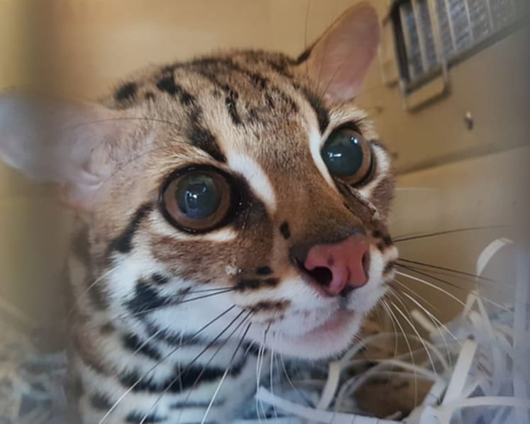 2 endangered Asian leopard cats rescued from HDB flat to be returned to wild in Malaysia
