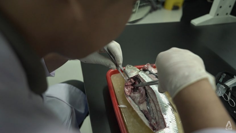 Plastic for dinner? Why Southeast Asians may have the most microplastics in their bodies Plastic for dinner? Why Southeast Asians may have the most microplastics in their bodies