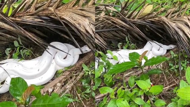 印尼廖内油棕园惊现罕见白色蟒蛇  视频曝光引关注