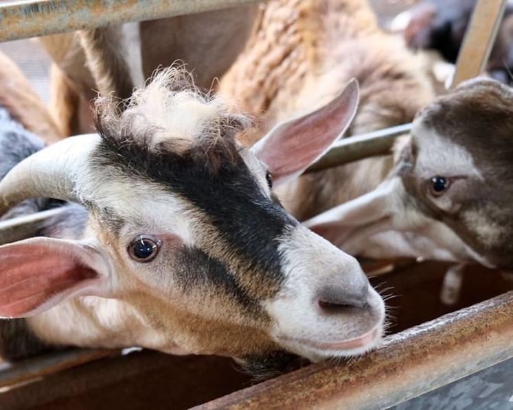 More venturing to Lim Chu Kang amid travel restrictions, but farmers say business isn’t what it was
