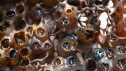 Related article image