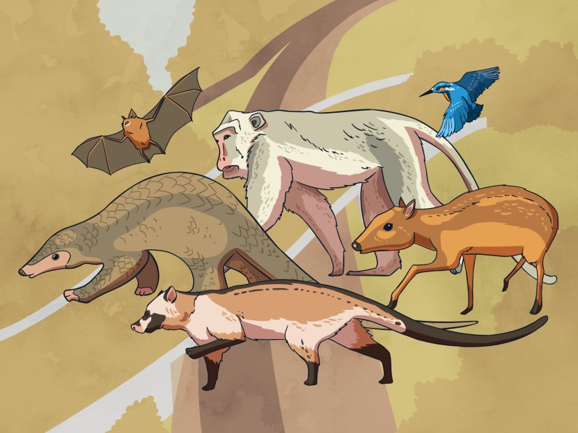 Mandai Lake Road is a common crossing for animals in the adjacent forest patches. They include the long-tailed macaques, wild boars and rarer species such as the sambar deers and Sunda pangolins.

