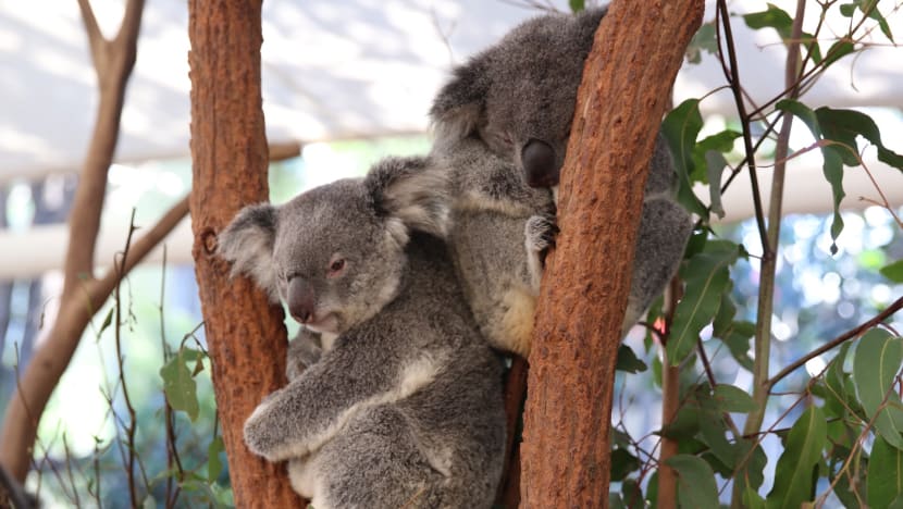 Singapore Zoo to welcome four koalas from Australia