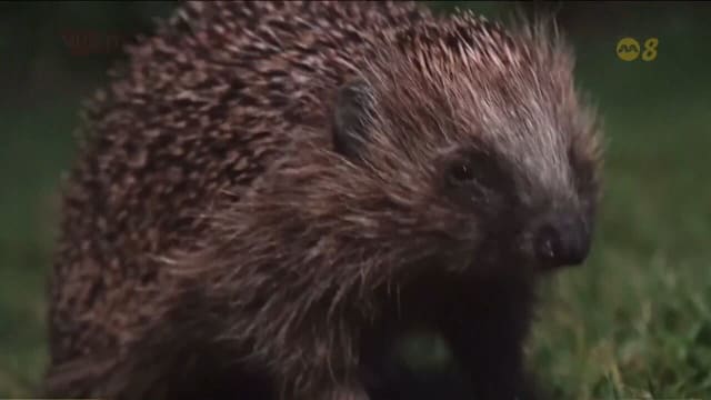 科学家拟研发声波驱避器 助刺猬避开交通意外