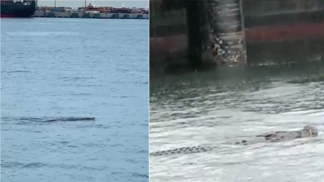 西海岸传有巨鳄出没 公园局：已接通报 正密切监督