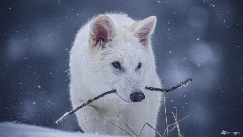 Scientists genetically engineer wolves that resemble the extinct dire wolf Scientists genetically engineer wolves that resemble the extinct dire wolf