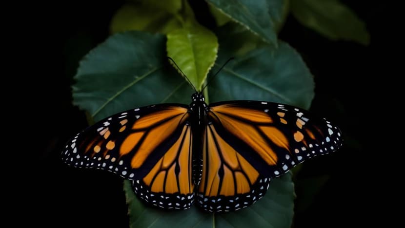 allec-gomes-4vkg-let0eo-unsplash