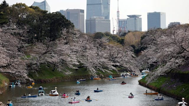 日本预测下月22日迎樱花季 东京率先绽放