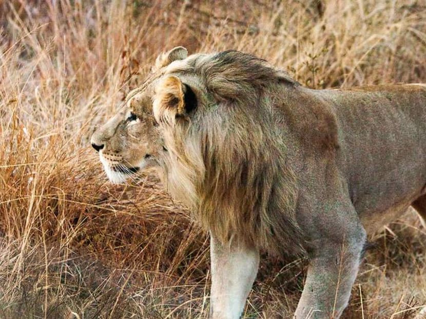 Chasing lions, leopards and elephants in South Africa &ndash; for less than you&rsquo;d think