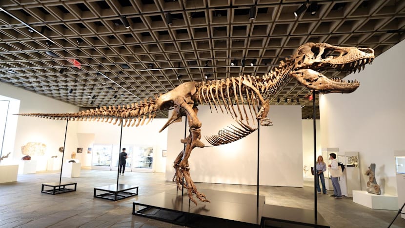 Gus the T. rex fetches record US$50.1 mn at US auction