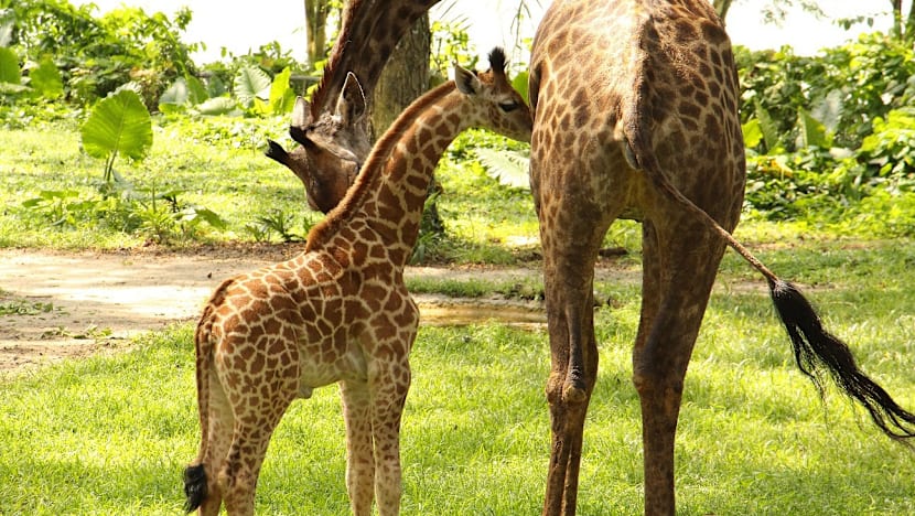 First giraffe calf in 28 years born at Singapore Zoo