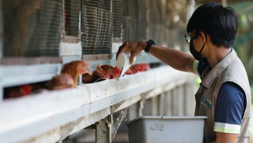 Indonesia to export chickens to Singapore ‘really soon’: Agriculture ministry Indonesia to export chickens to Singapore ‘really soon’: Agriculture ministry