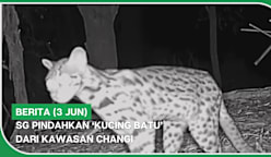 BERITA (3 Jun) | SG pindahkan ‘kucing batu’ dari kawasan Changi