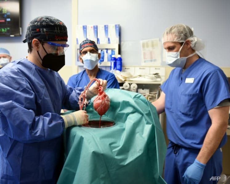 Commentary: How do we justify using animals as organ donors for humans?