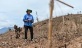 FOKUS: Permintaan daging dunia menggila, mengapa lahan pertanian di Thailand yang nelangsa? 