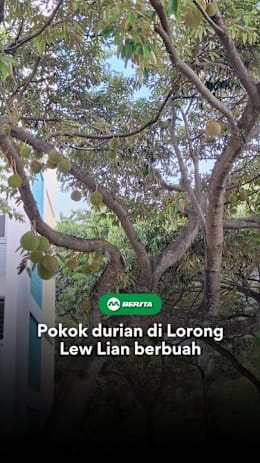 Durian percuma? Jangan teruja sangat. Seulas mungkin manis