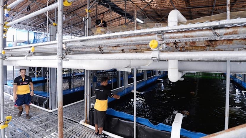 Vertical fish farms may be housed at building rooftops or under flyovers, firm says