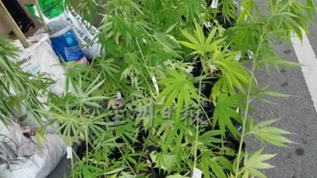 马国11岁女童疑吃下含大麻饼干 出现严重副作用