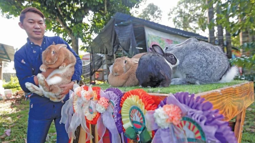 Lelaki ini bela 200 ekor arnab, antaranya spesies import dari luar negara