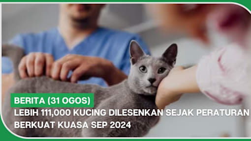 BERITA (31 Ogos) | Lebih 111,000 kucing dilesenkan sejak peraturan berkuat kuasa Sep 2024
