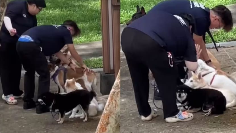 Syarikat latih anjing gantung kerja kakitangan yang tolak, pukul haiwan Syarikat latih anjing gantung kerja kakitangan yang tolak, pukul haiwan