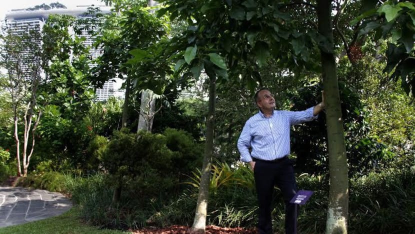 Australian is first person to adopt a tree at Gardens by the Bay