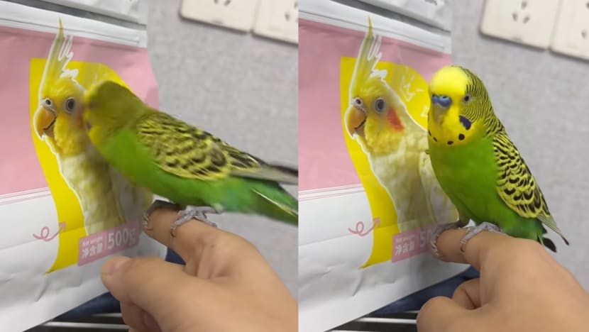 Parakeet Goes Viral For Trying To "Sneak A Kiss" With Parrot On Food Packaging Parakeet Goes Viral For Trying To "Sneak A Kiss" With Parrot On Food Packaging