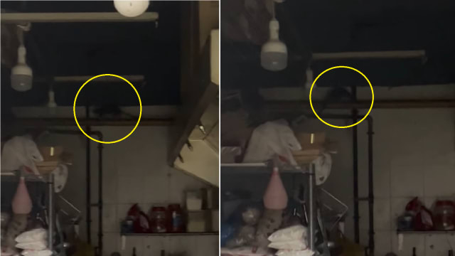 到文礼咖啡店用餐 夫妻称老鼠从摊位窜出爬上脚 