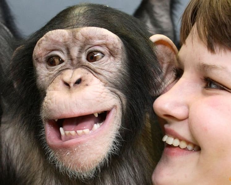 Humans and great apes show similar rhythmic pattern in laughter