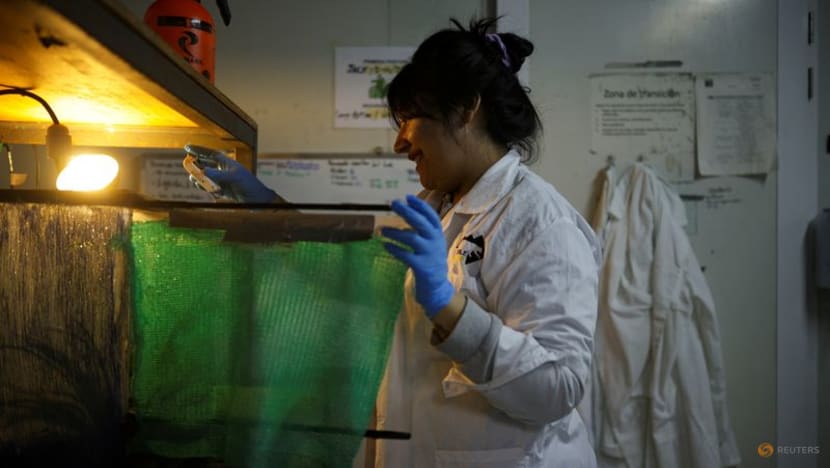 Chile takes new steps to save endangered Darwin's frog