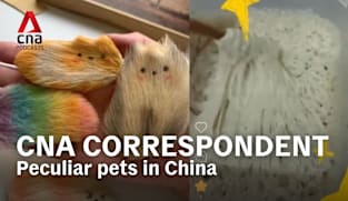 CNA Correspondent - Best of: From mango pits to rocks, how peculiar ‘pets’ bring comfort to the lonely in China