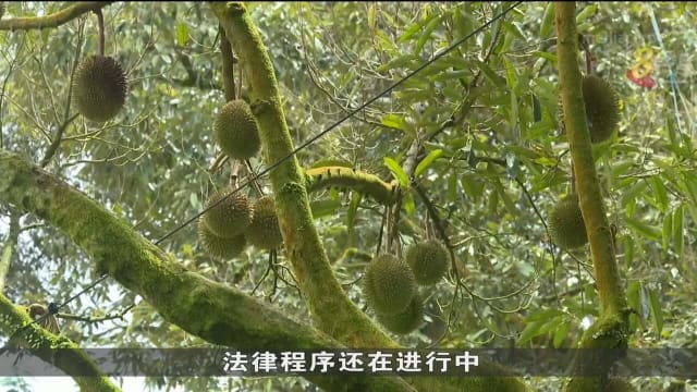 马国彭亨州朝野政党候选人就猫山王危机相互指责