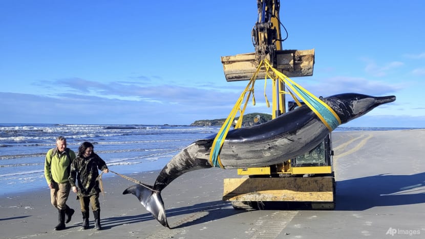 World’s rarest whale may have washed up on New Zealand beach, possibly shedding clues on species World’s rarest whale may have washed up on New Zealand beach, possibly shedding clues on species