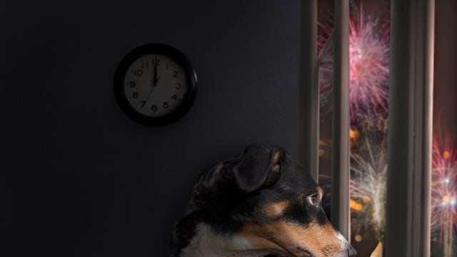 宠物过节 SPCA提醒饲主切勿忽略毛孩们健康安全