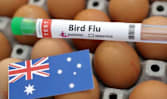 கடல்நாய்க்கு H5N1 ரகப் பறவைக் காய்ச்சல்