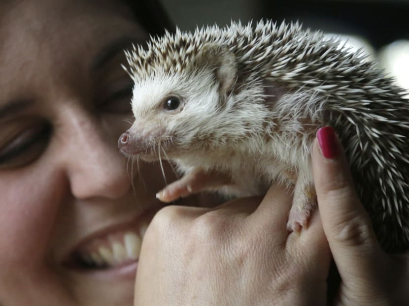 Hedgehogs finding homes as pets in US