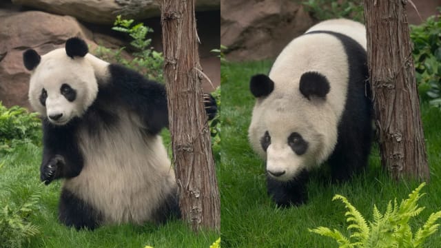 熊猫鑫宝和云川  8月8日美国公开亮相
