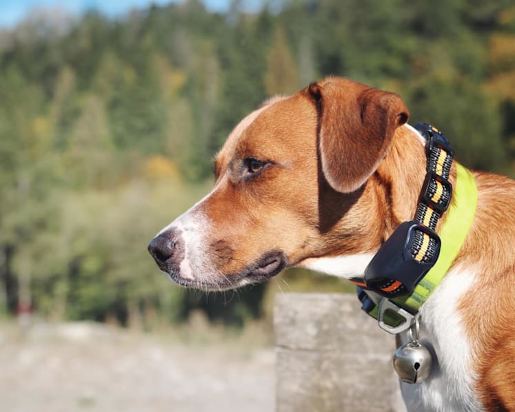 New workgroup to review dog training standards, including use of shock collars