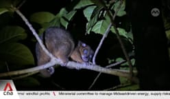 From hunters to guardians: The Indonesian villagers saving the blue-eyed cuscus 