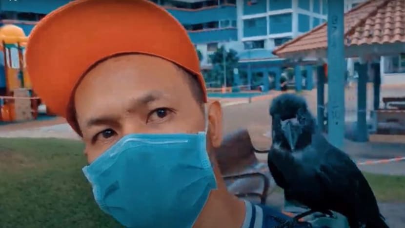 Gagak jinak ini sudah jadi teman Encik Shafiq Kamis sejak ia berusia 4 bulan