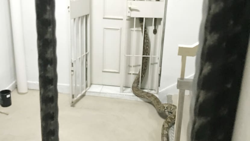 The Big Read: As animal encounters hit the headlines, a divide opens up