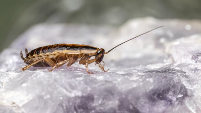 不怕不怕！“小强”灭门攻略一次看