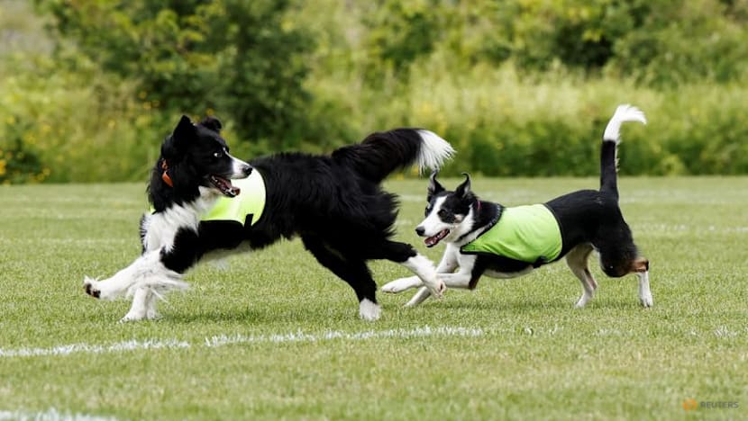 No wild goose chase: Two dogs keep birds off World Cup training pitch in Toronto
