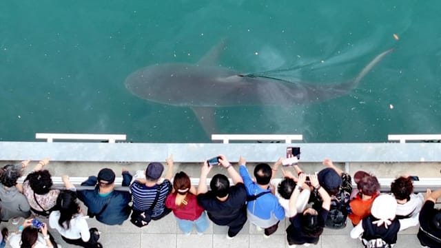 鲨鱼受困釜山人工水道 吸引逾60万人到访
