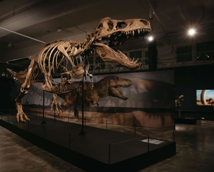 Science Centre Singapore's largest-ever dinosaur showcase to open in October, will feature 33 rare fossils and 60 full-scale models